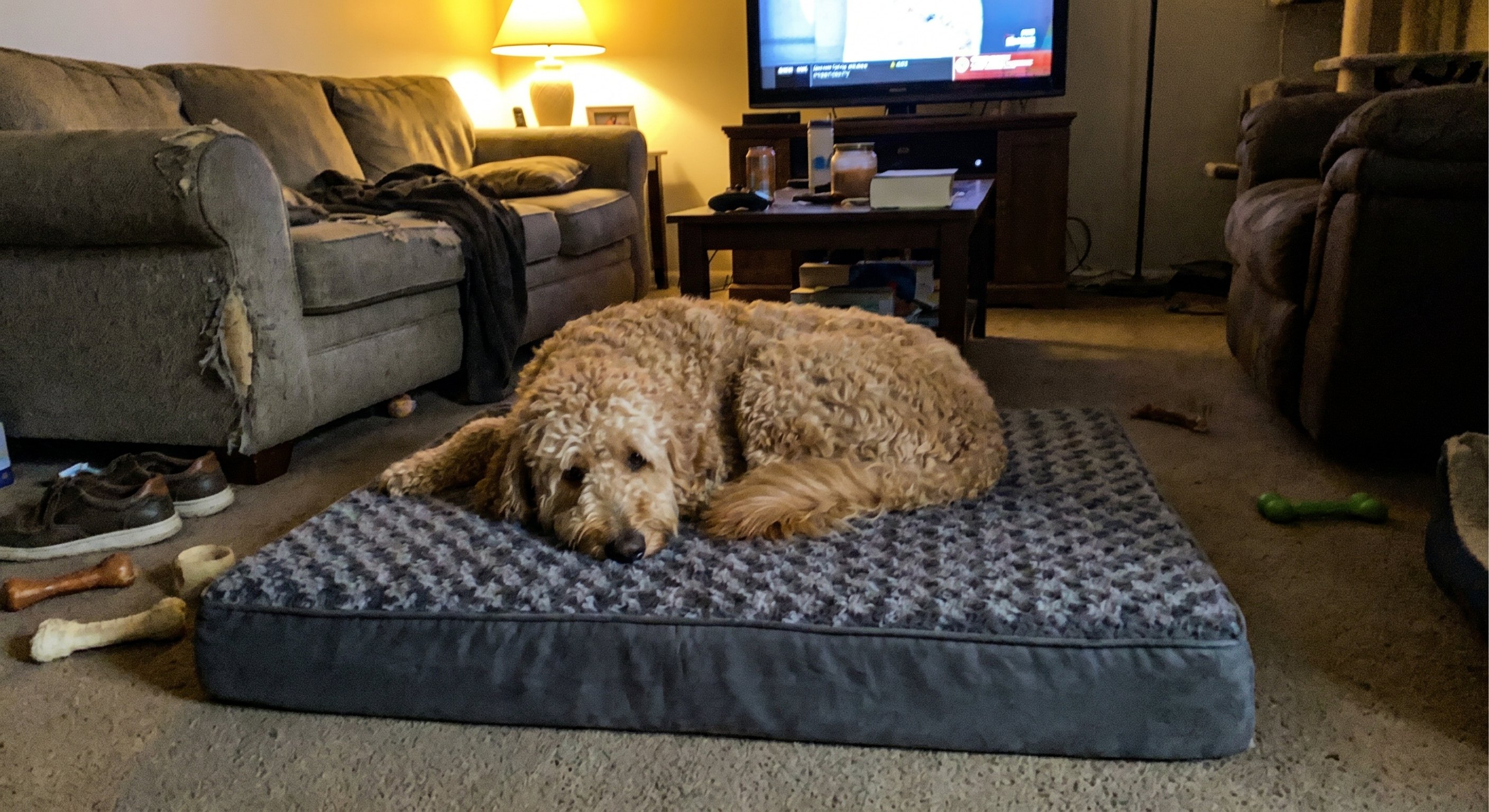 Goldendoodle on Loftpaw bed