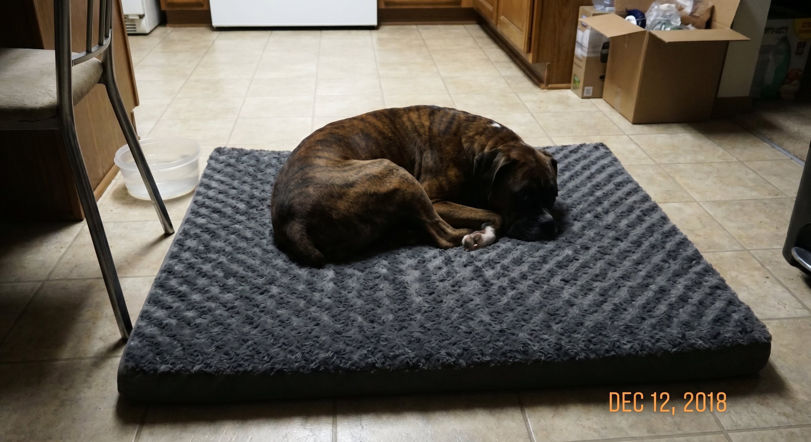 Boxer on Loftpaw bed