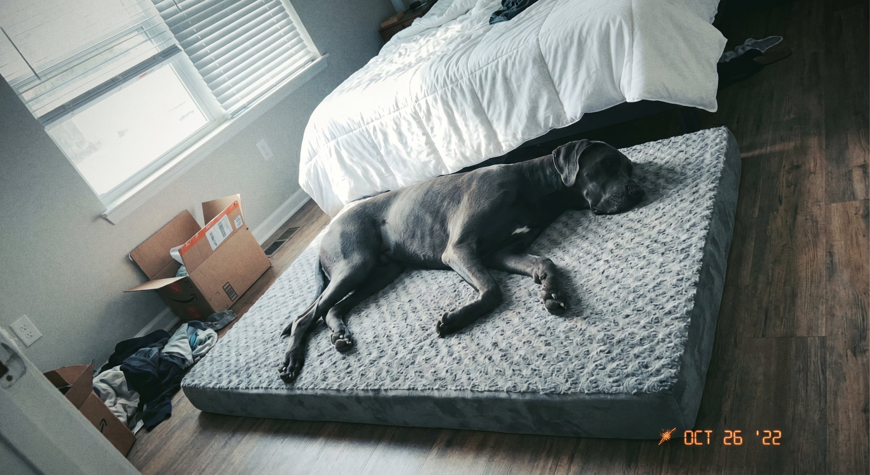 Great dane on Loftpaw bed